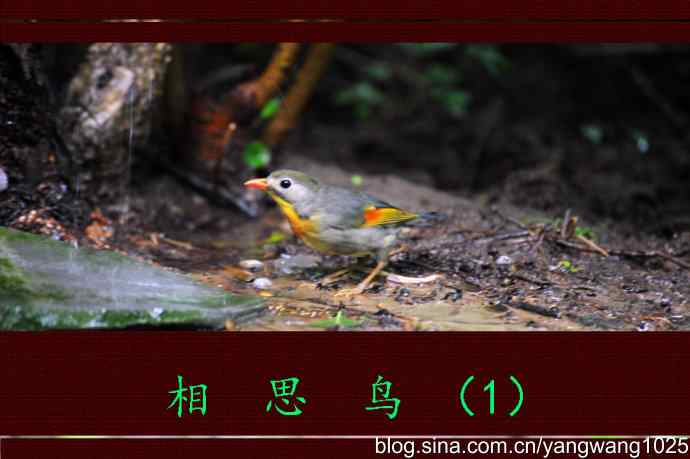 相思鸟（1）