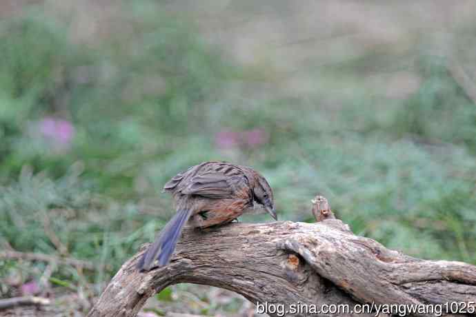 北京天坛公园的鸟类——山鹛（1）