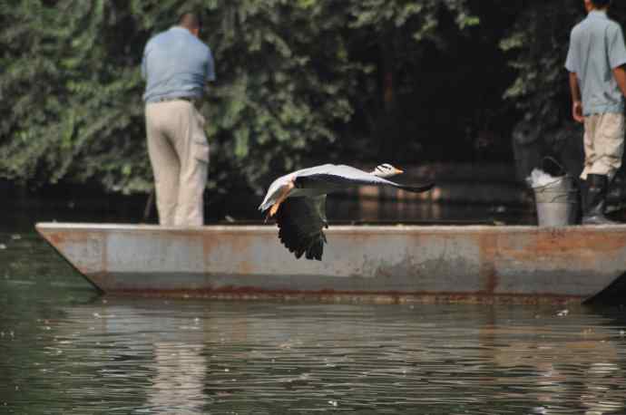 白天鹅、斑头雁