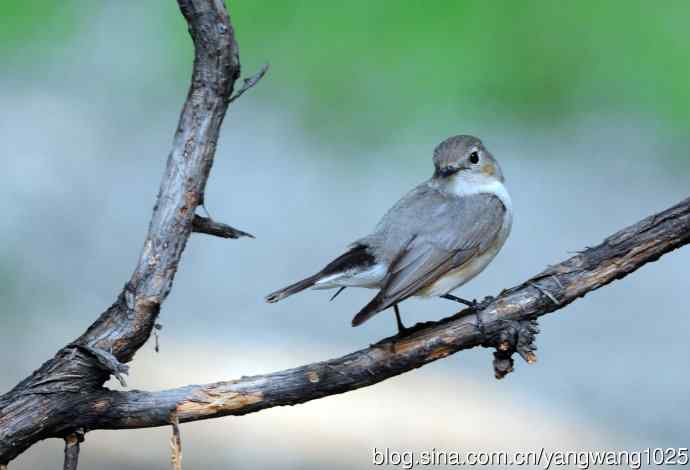 雌性红喉姬鹟(1) 雌性红喉姬鹟(1)
