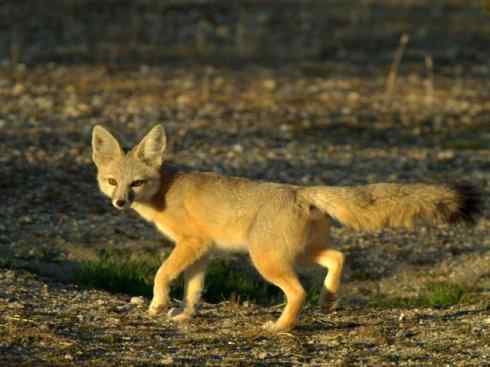 犬科：狐亚科狐属