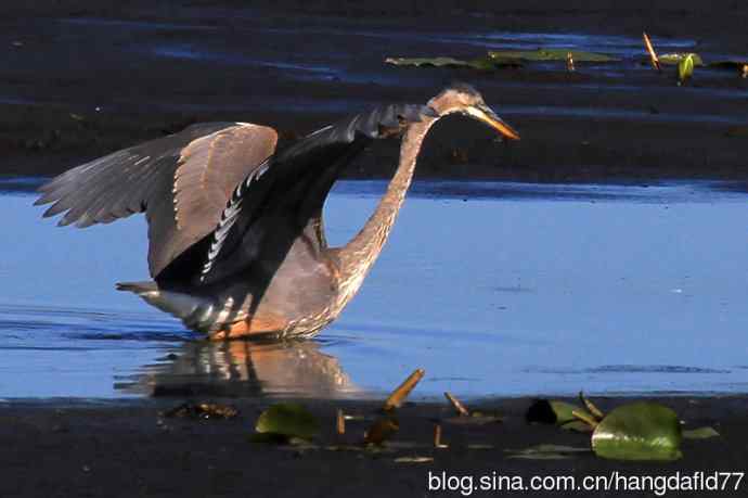 大蓝鹭（7）