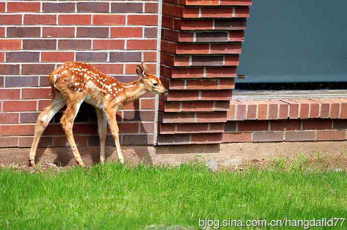 误入校园的小鹿