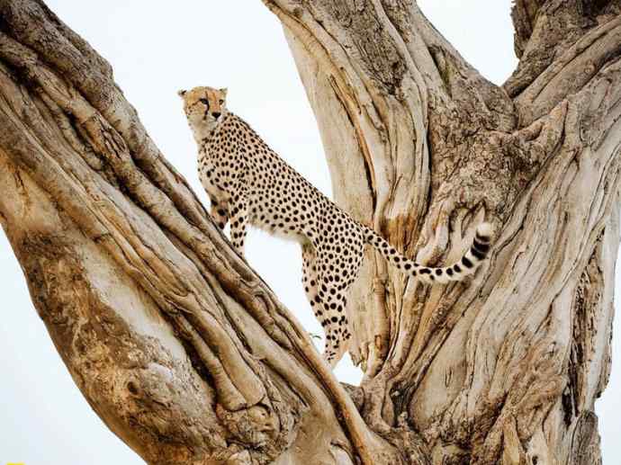 犬科：薮犬亚科非洲野犬属之非洲野犬