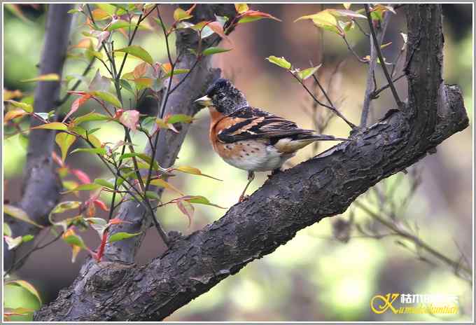 鸟上枝头【照片】 鸟上枝头【照片】