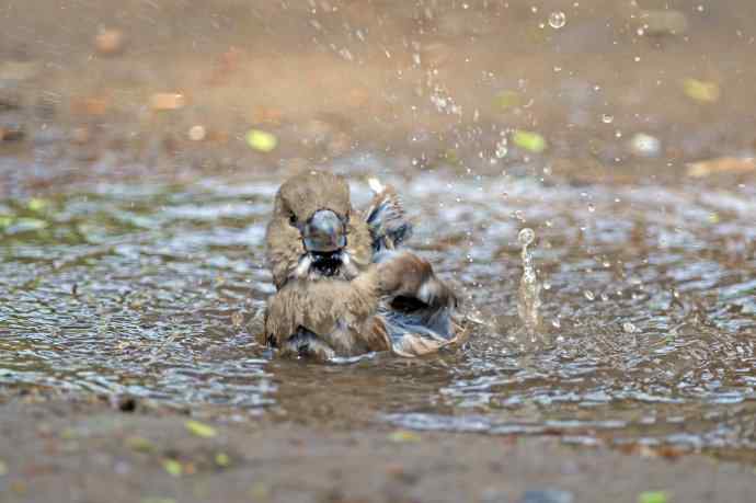 北京天坛公园的鸟类——洗浴中的锡嘴雀（3）
