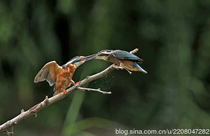 224.可爱小翠---翠鸟之吻