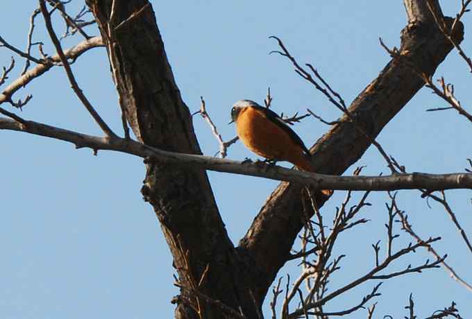 三只小鸟 wbr满园春色