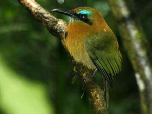 绝色攀禽：佛法僧目之翠鴗2