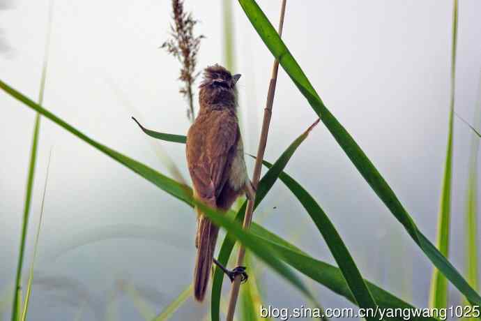 捉虫育雏的东方大苇莺（2）