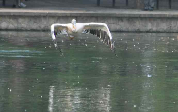 再拍大鹈鹕 wbr wbr4