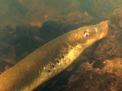 鱼类活化石：七鳃鳗