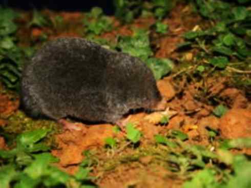 动物世界：山寨还是原创之十三