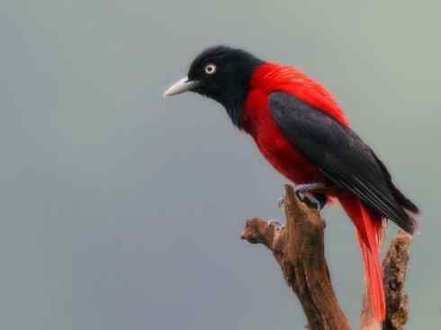 美丽无罪:雀鸟之朱鹂 美丽无罪:雀鸟之朱鹂