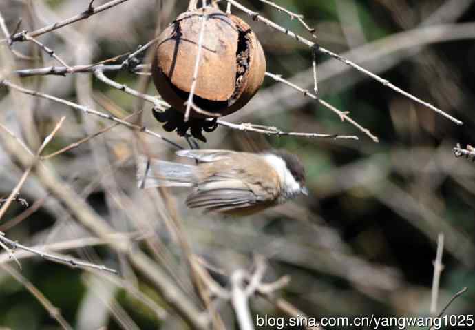 褐头山雀(2) 褐头山雀(2)
