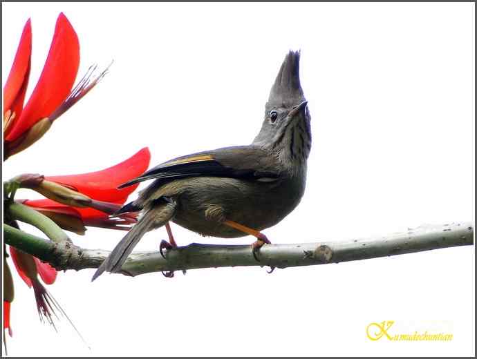 拍鸟之“纹喉凤鹛”【照片】