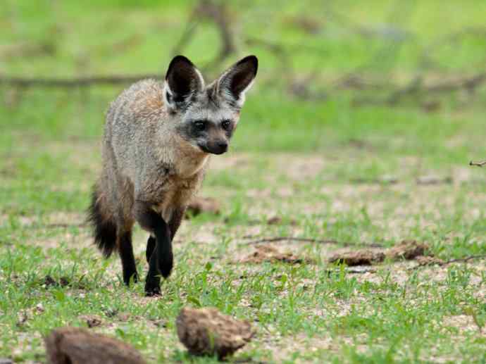 犬科：狐亚科之大耳狐