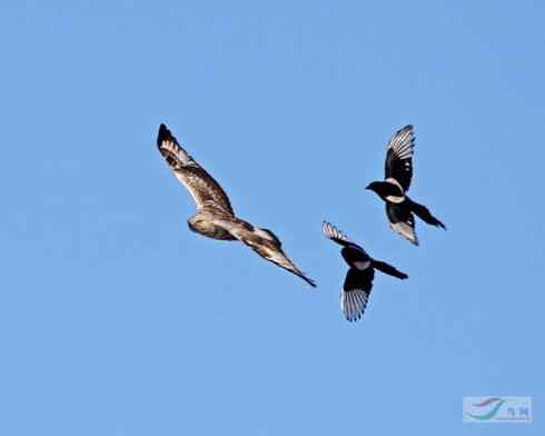 [组图]毛脚鵟与喜鹊