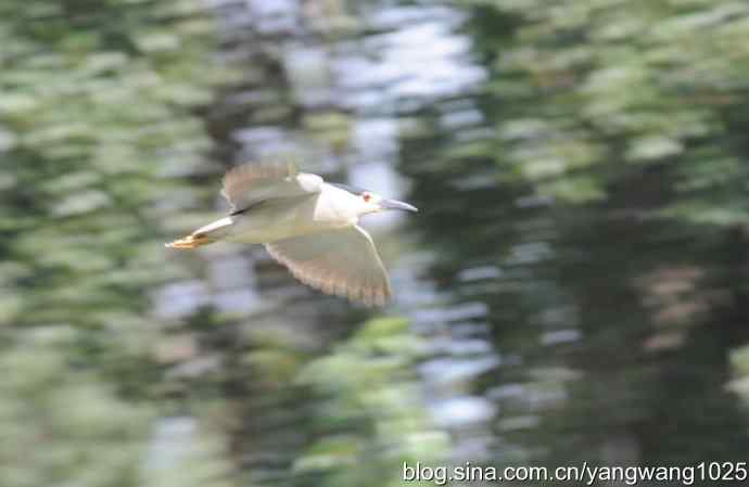 夜鹭与鹈鹕（抓拍）