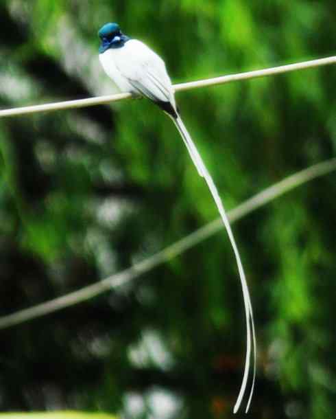 猎奇：长尾鸟雀（咬鹃和寿带鸟）