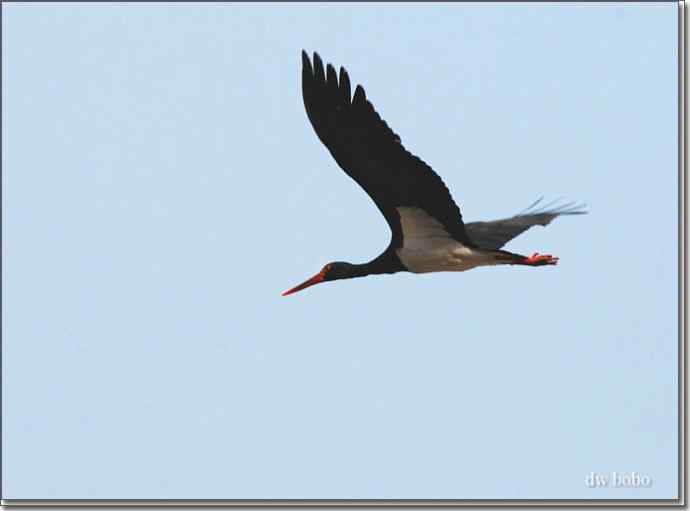 巧遇黑鹳 巧遇黑鹳