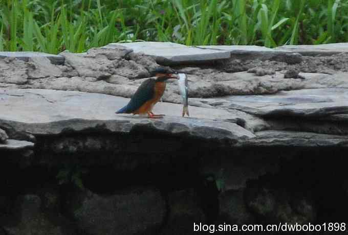 鸟友同游怀沙河