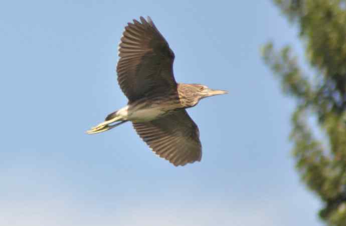 飞（夜鹭） wbr5