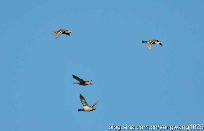 飞 wbr（雁） wbr1