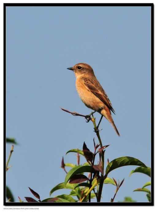 一个让人失望的春季迁徙