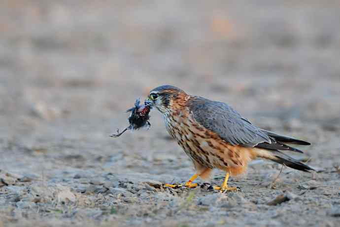 野鸭湖凶悍的灰背隼