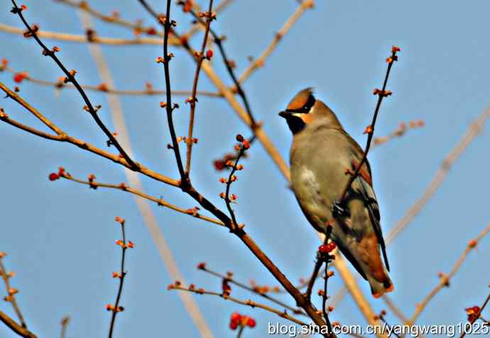 北京动物园的鸟类——太平鸟（抓拍）1