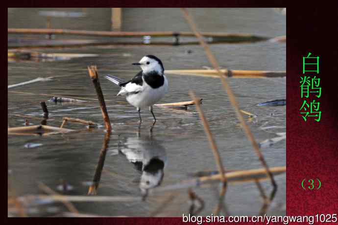 北京颐和园的鸟类——白鹡鸰（3）