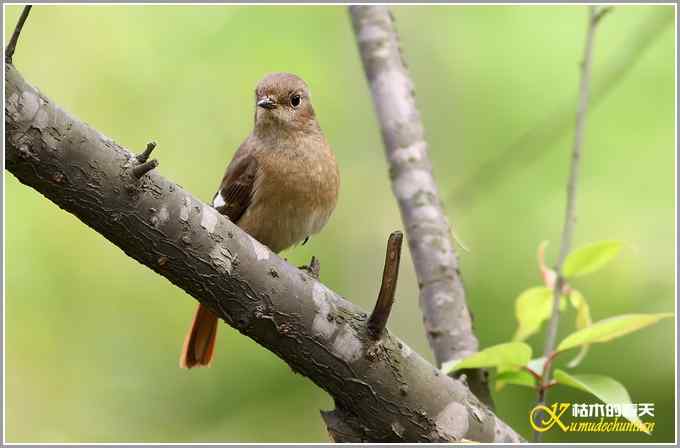 北红尾鸲MM【照片】