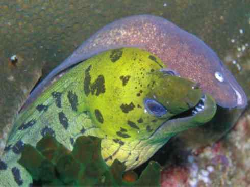 龙：传说的兽原型探秘（鲤鱼）