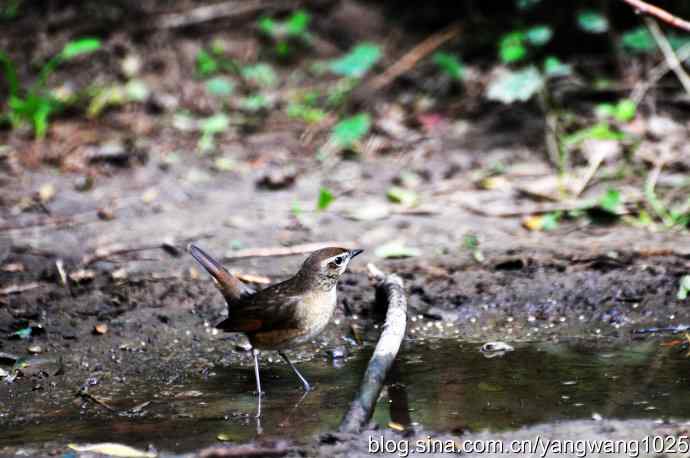 雌性红喉歌鸲亚成鸟 wbr1 雌性红喉歌鸲亚成鸟 wbr1