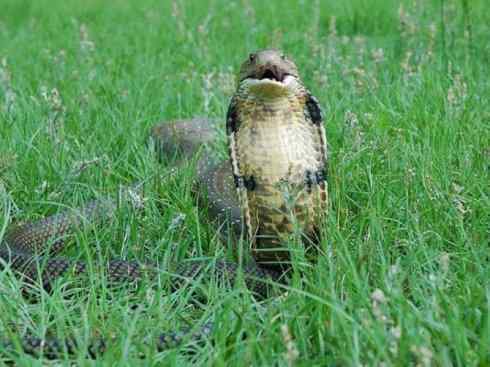 龙:传说的兽原型探秘(眼睛蛇类) 龙:传说的兽原型探秘(眼睛蛇类)