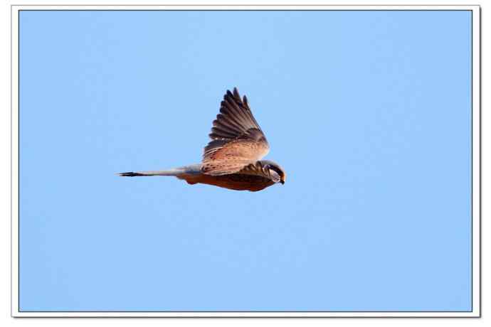 【鹰击长空--红隼雄姿】