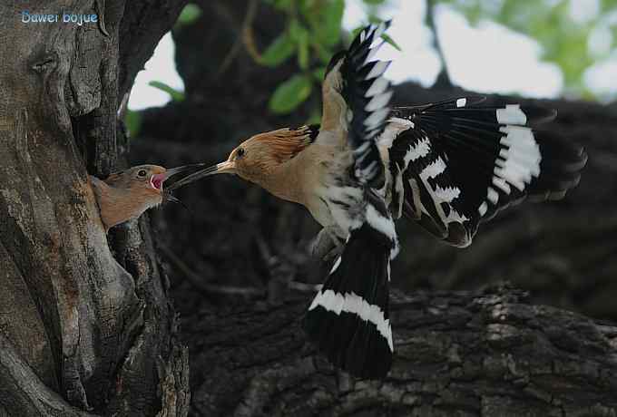 戴胜鈥溞赦澪钩