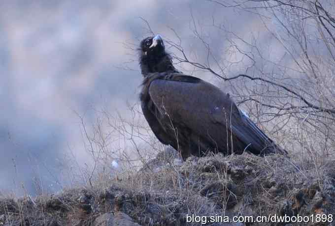 奔袭峡谷 wbr深山围剿座山雕 奔袭峡谷 wbr深山围剿座山雕