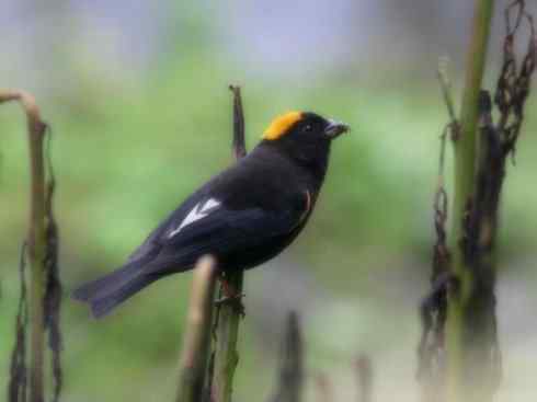 美丽无罪：雀鸟之雀类