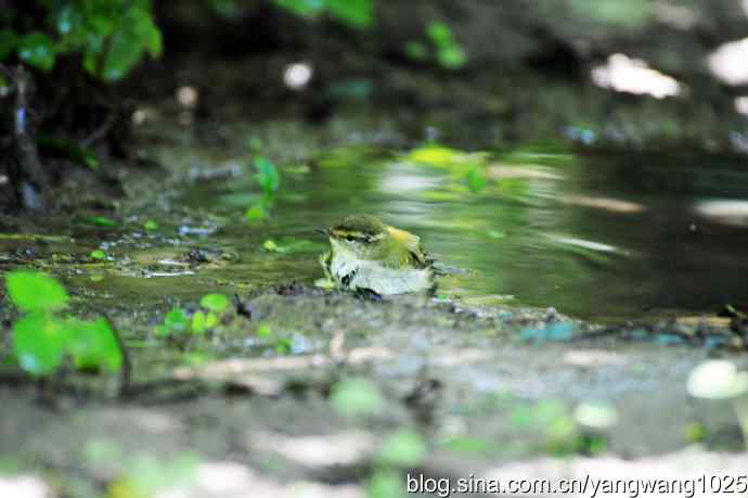 爽(洗浴的黄眉柳莺)3 爽(洗浴的黄眉柳莺)3