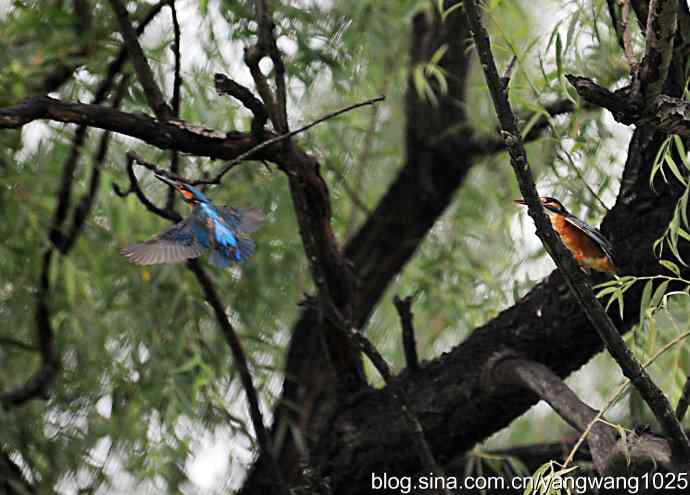 出双入对的小翠鸟（纪实版）