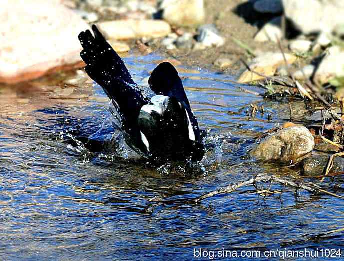 越洗越喜,一只可爱的小喜鹊