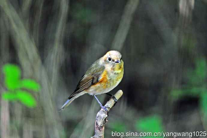 雌性红胁蓝尾鸲（54）