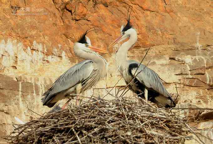假日与家人一起愉快观鸟 假日与家人一起愉快观鸟
