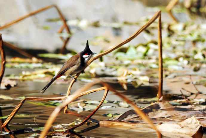 残荷上的红耳鹎