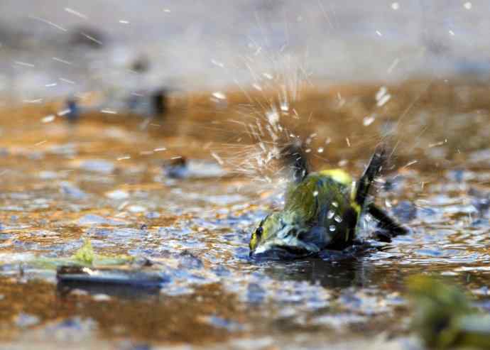 又见黄眉柳莺（洗浴版）