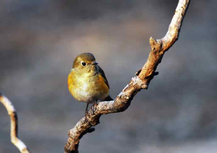 雌性红胁蓝尾鸲(21) 雌性红胁蓝尾鸲(21)