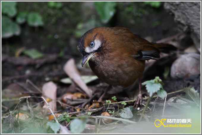 噪鹛系列之一：灰翅噪鹛【照片】