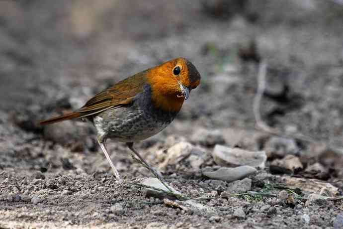 打鸟归来收获多多---(5）日本歌鸲